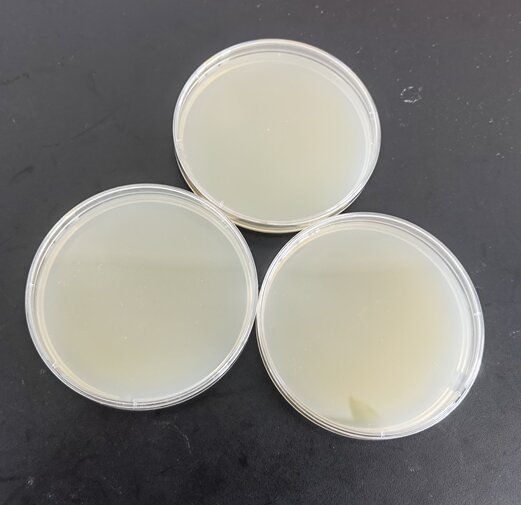 Indoor quality control samples for Klebsiella pneumoniae subsp. nucleic acid liquid-BNCC